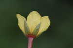 Creeping waterprimrose